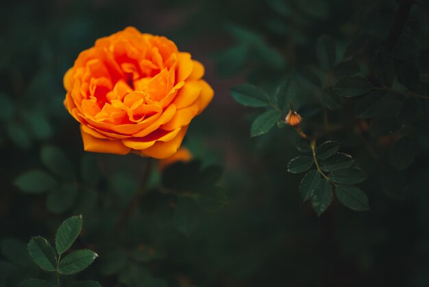 Orange garden rose on green scene