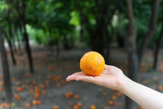 Orange à la main dans le parc central d'Athènes en gros plan