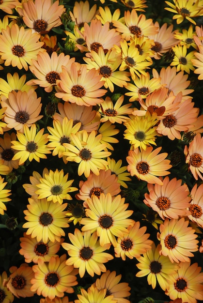 Orange ostéospermum ou fleurs dimorphotheca dans le parterre de fleurs