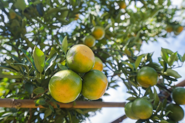 Orange plantation garden, Orange mûre suspendue à un arbre