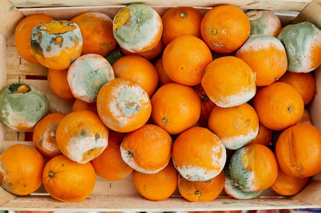 Une orange pourrie couverte de moisissure. Dommages à la nourriture dans l'entrepôt.