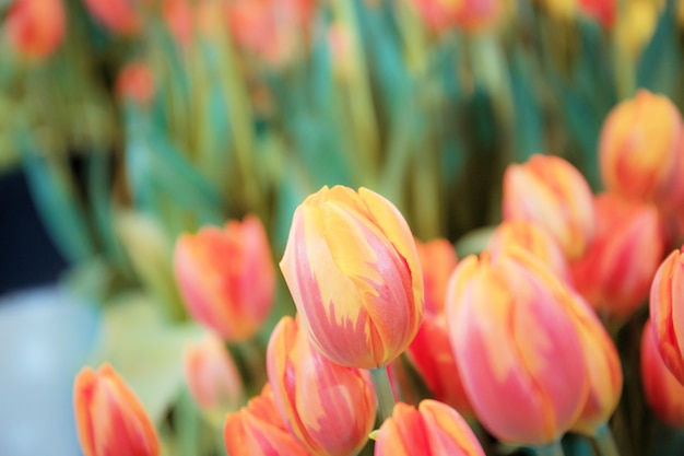 Orange de tulipe en hiver.