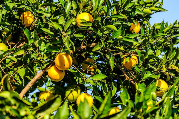 Oranger aux fruits mûrs au verger