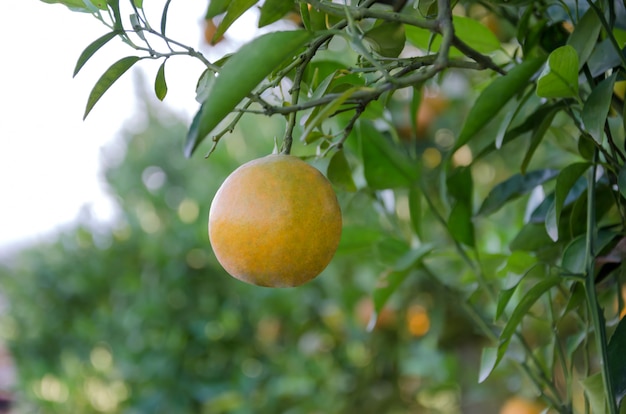 Oranger aux fruits mûrs