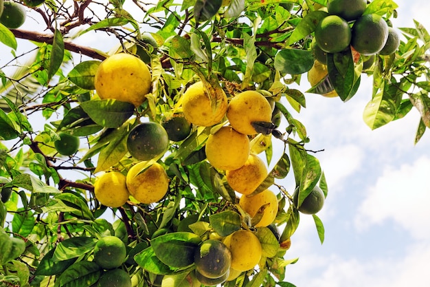 Oranger aux fruits.