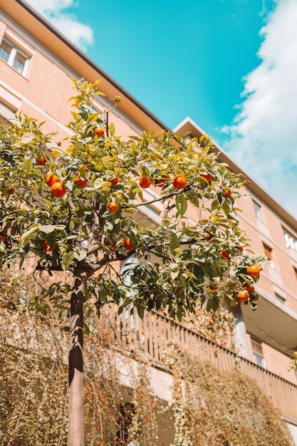 Oranger dans le centre historique de Pise Italie Les oranges poussent sur un arbre à l'extérieur