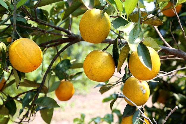 Oranger dans la ferme d'orangers.