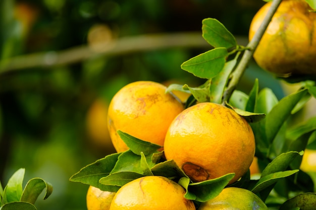 Oranger dans le jardin. Ferme de fruits