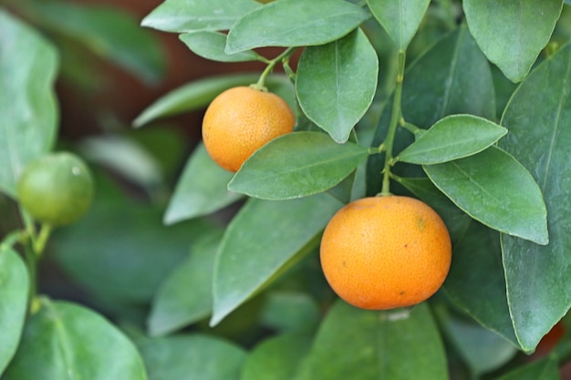 Oranger Dans Le Jardin