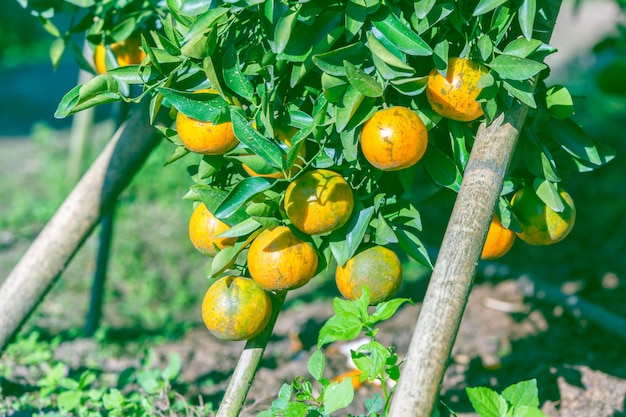 Oranger avec des oranges mûres dans le jardin