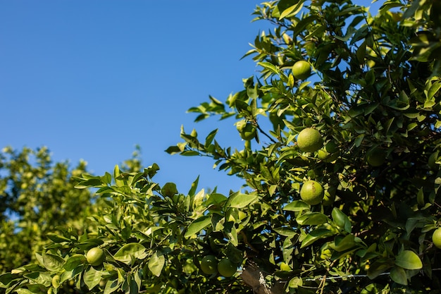 Oranger avec des oranges vertes dans le jardin