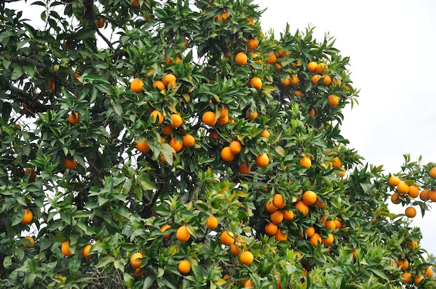 Oranger près du Douro au Portugal