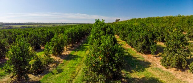 OrangeraieBelles orangeraiesdans la campagne brésilienne