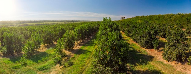 OrangeraieBelles orangeraiesdans la campagne brésilienne