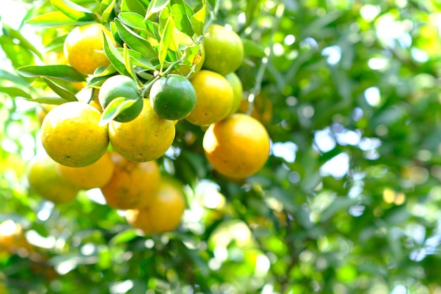 Orangers dans un jardin verdoyant