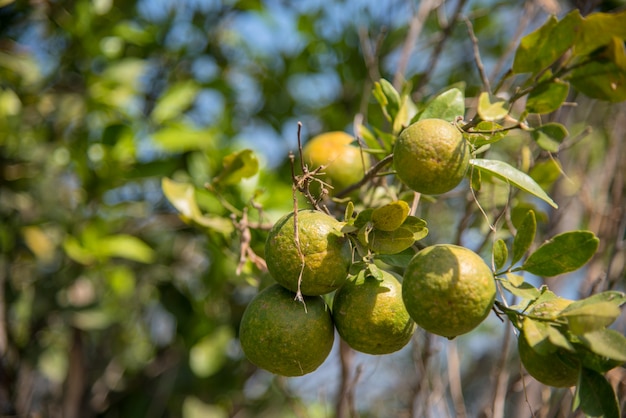 Orangers dans le jardin