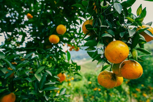 orangers dans le jardin