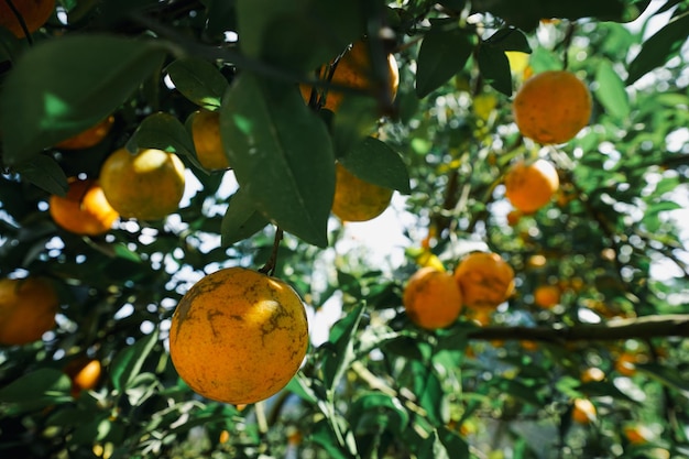 orangers dans le jardin