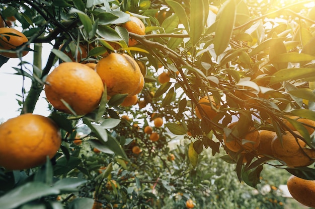 orangers dans le jardin