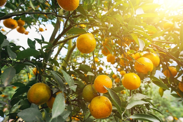 orangers dans le jardin