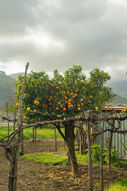 Orangers mandarines dans le jardin Petit village dans les montagnes du sud de l'Italie Ferme fruitière de l'agriculture de subsistance