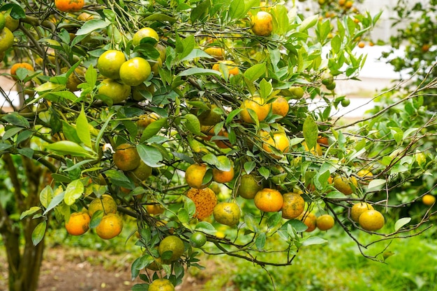 Oranges sur l'arbre prêt pour les récoltes. Navel orange, Citrus sinensis ou connu sous le nom de Limau Madu