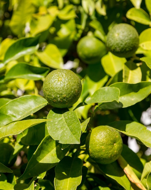 Oranges et citrons arboricoles hybrides