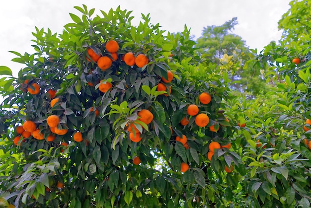 Oranges dans le parc central d'athènes