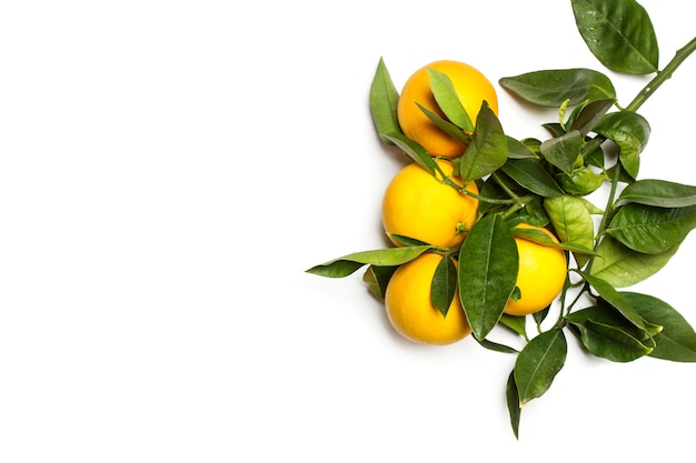 Oranges et feuilles sur fond blanc