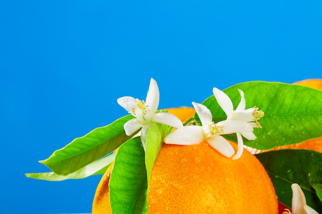 Oranges Avec Des Fleurs De Fleur D'oranger Sur Bleu