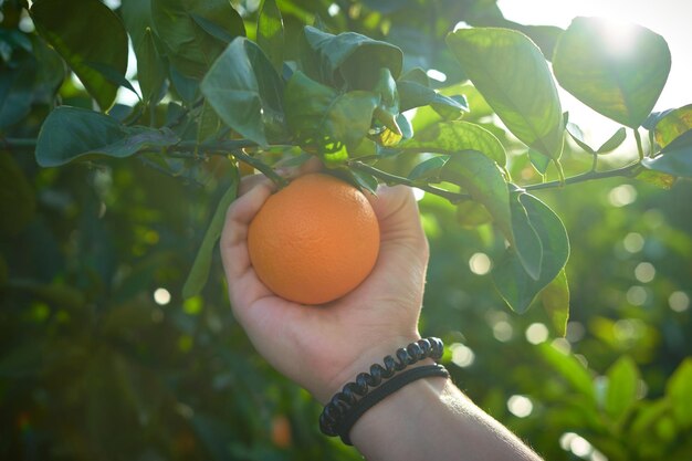 Oranges fraîches accrochées à l'arbre