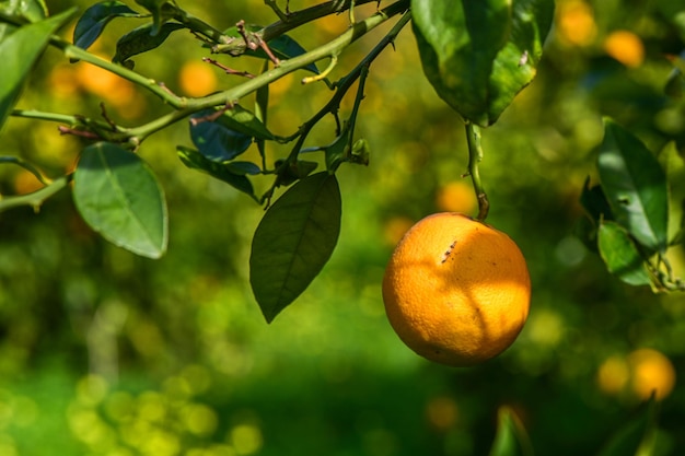 oranges juteuses sur des branches d'arbres dans un jardin d'orangers 10