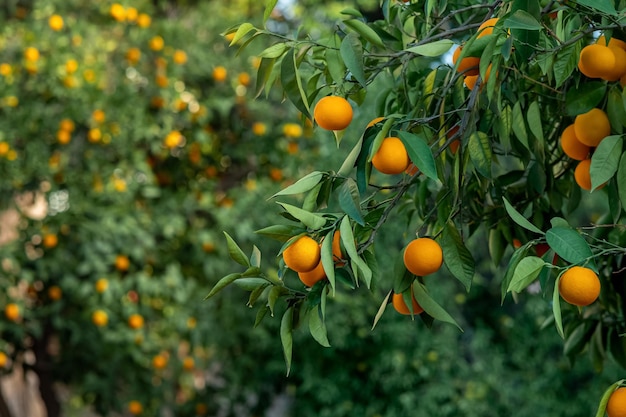 Oranges mûres sur une branche dans un verger sur un arrière-plan flou