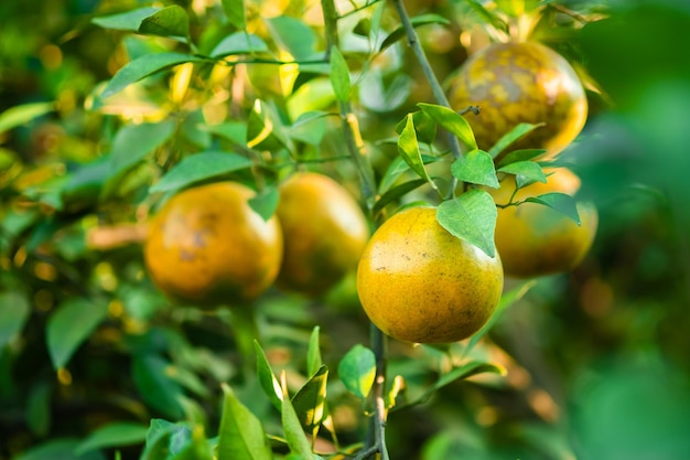 Les oranges mûres sur les branches ont des feuilles vertes Orange dans la ferme