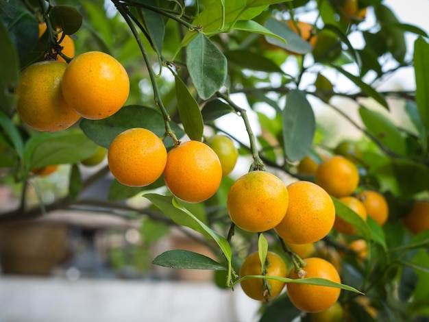 Oranges mûres fraîches sur l'arbre dans le jardin