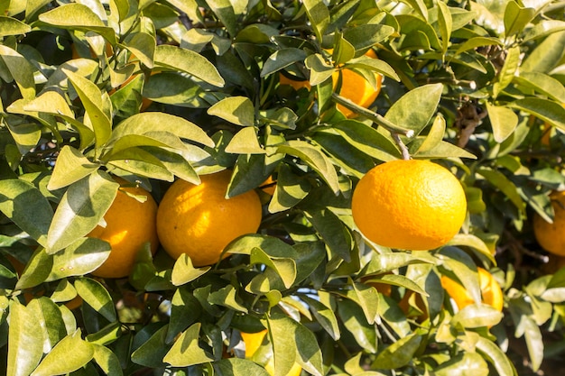 Oranges mûres et fraîches suspendus sur une branche