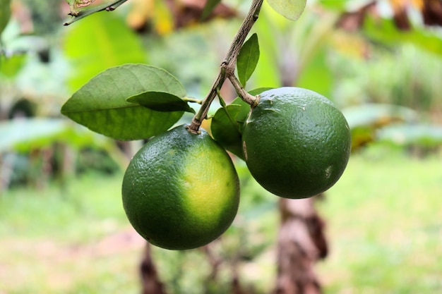 Les oranges mûrissent sur une branche d'arbre, Fruit