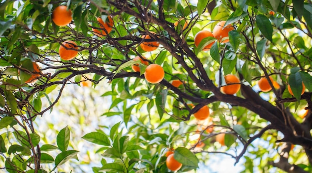 Les oranges orange mûrissent et poussent sur les branches d'un arbre parmi les feuilles vertes