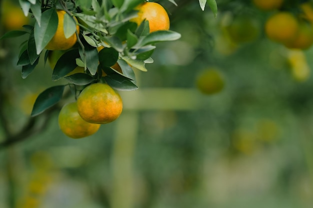 Photo les oranges poussent sur les arbres fruitiers dans les vergers luxuriants.