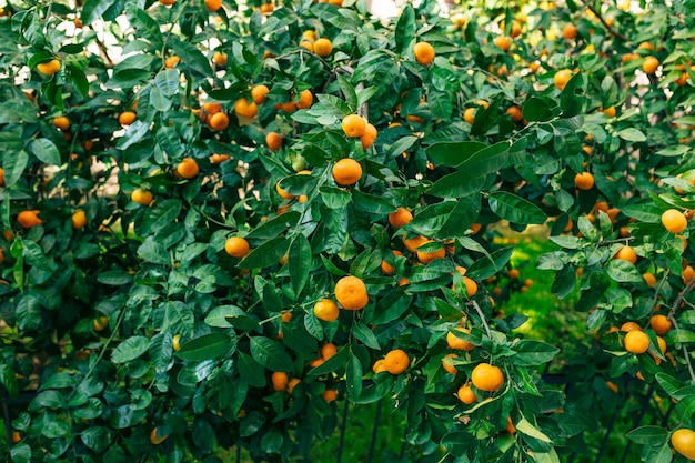 Photo des oranges poussent sur les arbres.