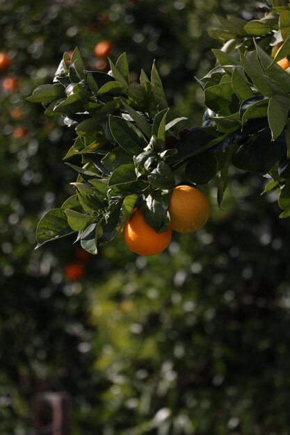 Photo des oranges qui poussent sur les arbres