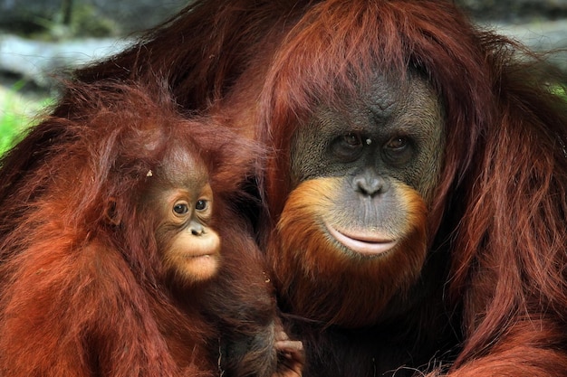 Orangs-outans avec leurs enfants famille orang-outan