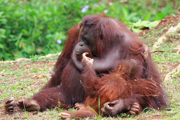 Orangs-outans avec leurs enfants gros plan d'animaux de la famille orang-outan