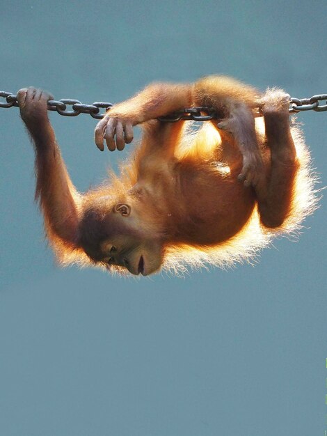 Photo un orangutan accroché à une chaîne.