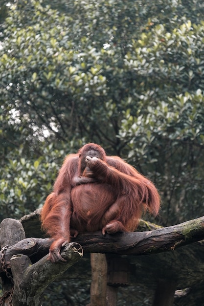 Photo un orangutan assis sur un arbre en fermant les yeux