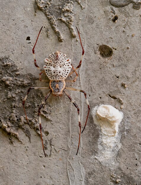 Orb-weaver orné