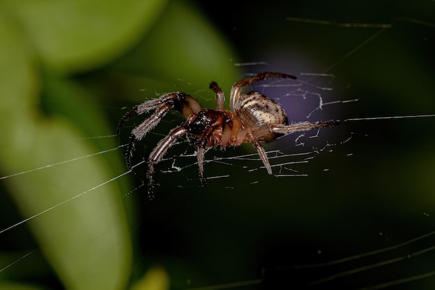 Orbweaver classique adulte du genre Metazygia