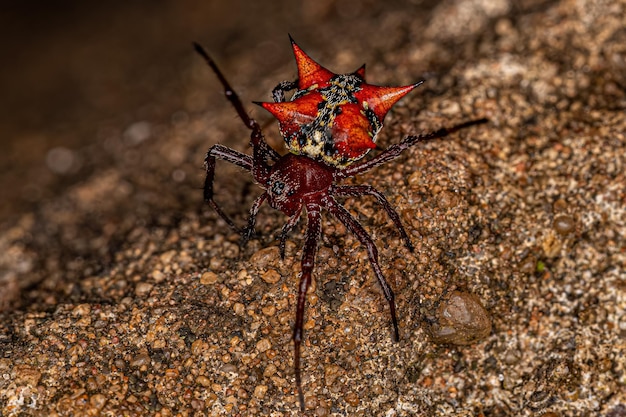 Orbweaver femelle adulte