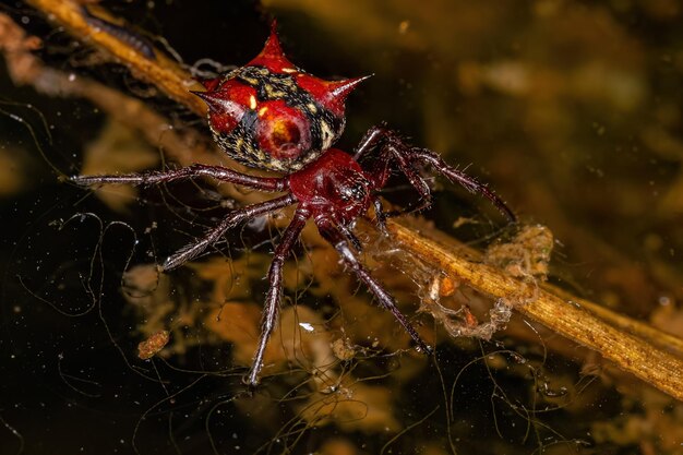 Orbweaver femelle adulte