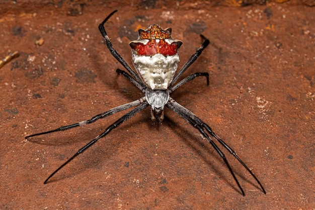 Orbweaver de jardin d'argent femelle adulte